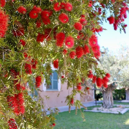 Villa Cas Coix Jacuzzi Gym & Pool Biniali (Majorca)